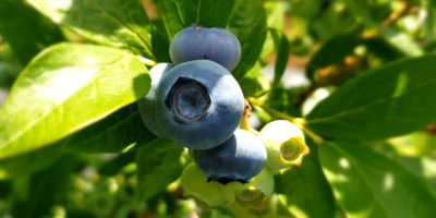 Sprzedaj Blueberry Duke więcej informacji pod numerem +40 765344899