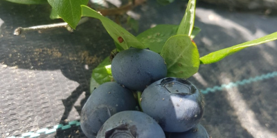 Sprzedaj Blueberry Duke więcej informacji pod numerem +40 765344899