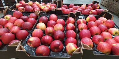 Eksportujemy jabłka do europejskich sieci superkarketów oraz importerów. Nawiążemy współpracę handlową z firmami z całej Europy.
Zdjęcia oraz filmy z naszych załadunków dostępne na naszej stronie internetowej polish-vegetables.eu