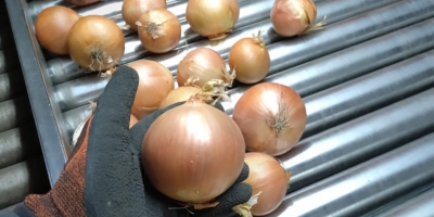 Oferujemy dostawę ziemniaków i innych warzyw z Polski (kapusta,