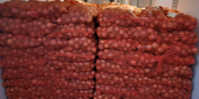 Oferujemy dostawę ziemniaków i innych warzyw z Polski (kapusta,