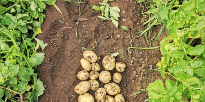 Sprzedam młode ziemniaki, okręg Galati, gmina Vânători 0740220114 său