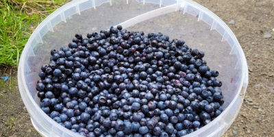 Kaufen Waldbeeren, handverlesen. In Gubin, Polen (10 km von