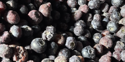 Kupie borówkę na przemysł w dużych ilościach pełnosamochodowych, hurtowych