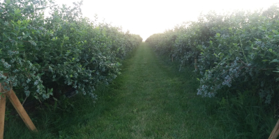 Sprzedam owoce borówki amerykańskiej z własnej plantacji. Owoce duże