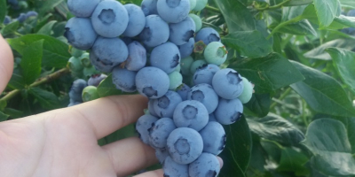 Sprzedam owoce borówki amerykańskiej z własnej plantacji. Owoce duże