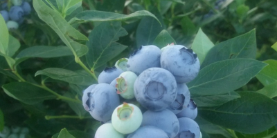 Sprzedam owoce borówki amerykańskiej z własnej plantacji. Owoce duże