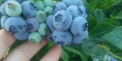 Sprzedam owoce borówki amerykańskiej z własnej plantacji. Owoce duże