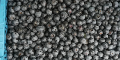 Sprzedam borówkę amerykańską .Duke,Bluecrop. Możliwość pakowania w panetki i