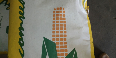 Nasiona kukurydzy do sadzenia Dystrybutor firmy Agricomseeds w Peru,