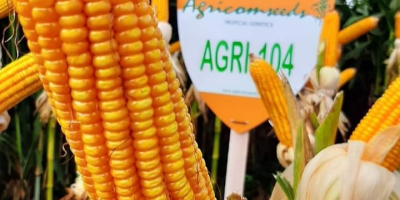 Nasiona kukurydzy do sadzenia Dystrybutor firmy Agricomseeds w Peru,