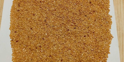 Oferujemy do sprzedaży na Ukrainie własną produkcję kukurydzy. Rozważamy