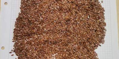 Oferujemy do sprzedaży na Ukrainie własną produkcję kukurydzy. Rozważamy
