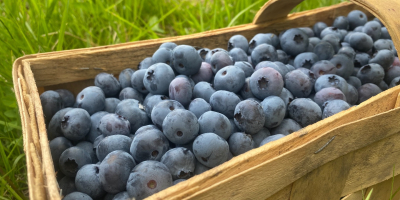 Sprzedam borówkę amerykańską z rodzinnej plantacji. Owoce ekologiczne nie