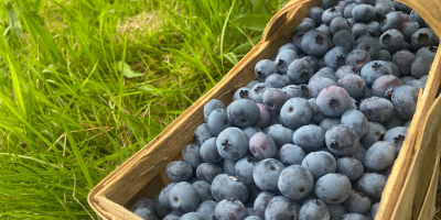Sprzedam borówkę amerykańską z rodzinnej plantacji. Owoce ekologiczne nie