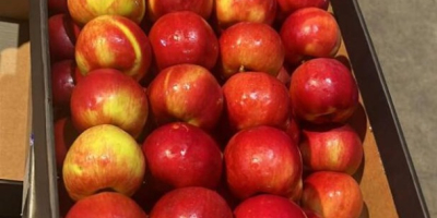 Eksportujemy jabłka do europejskich sieci superkarket&oacute;w oraz importer&oacute;w. Nawiążemy