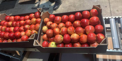 Eksportujemy jabłka do europejskich sieci superkarket&oacute;w oraz importer&oacute;w. Nawiążemy