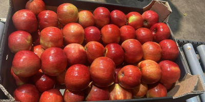 Eksportujemy jabłka do europejskich sieci superkarket&oacute;w oraz importer&oacute;w. Nawiążemy