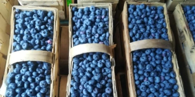 Witam, Oferuję sprzedaż borówki amerykańskiej zbieranej ręcznie z własnej