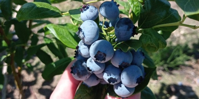Sprzedam owoce Borówki Amerykańskie odmiany Ducke, Bluecrop, Chendler,Eliot obecnie