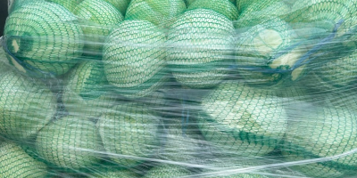 Oferujemy kapustę białą w kartonach, workach oraz w skrzynkach