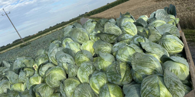 Oferujemy kapustę białą w kartonach, workach oraz w skrzynkach