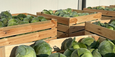 We offer white cabbage. Market size and industiral size.