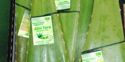 Organiczne liście Aloe Vera do spożycia i preparatów kosmetycznych