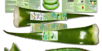 Organiczne liście Aloe Vera do spożycia i preparatów kosmetycznych