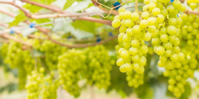 Zdrowe winogrona na wino z wysoką zawartością cukru na