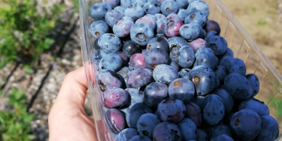 Witam, sprzedam borówkę amerykańską, zerwe na zamówienie, cena 15