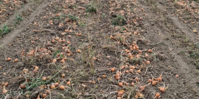 Sprzedam cebulę luzem z pola lub w workach, duże,