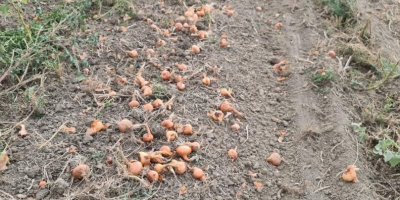 Sprzedam cebulę luzem z pola lub w workach, duże,