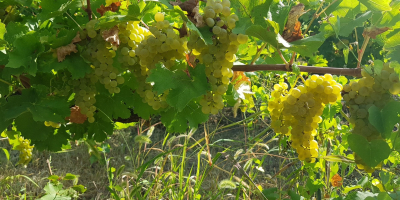 Winnica Dealul Bujorului - Galati Sprzedajemy winogrona winne uprawiane