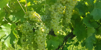 Winnica Dealul Bujorului - Galati Sprzedajemy winogrona winne uprawiane