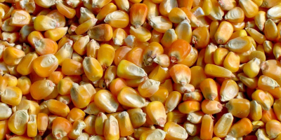 Kukurydza, zbiory 2021, wyprodukowane na Ukrainie Wilgotność: nie więcej