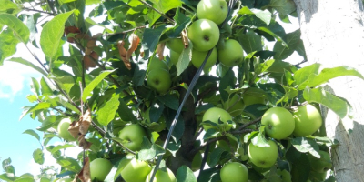hello, I will sell a summer apple Celeste, it is also called "Summer Golden" It is considered a standard of taste among apples, extremely sweet!