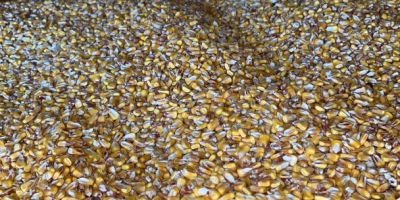Sprzedam 10 ton kukurydzy pionierskiej jakości 1!