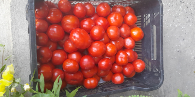 Sprzedam pomidory gruntowe ,cena 4 zł za kg.Tylko odbiór