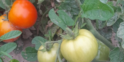 Sprzedam pomidory gruntowe ,cena 4 zł za kg.Tylko odbiór