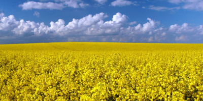 Nasza firma &quot;MEGABUD&quot; (Ukraina) jest gotowa zaoferować Państwu współpracę w zakresie dostaw rolniczej rośliny oleistej - rzepaku. Jesteśmy gotowi dostarczyć Państwu rzepak w ilości od 1000 do 2000 ton miesięcznie, pakowany w big-bagi, z dostawą samochodem pod warunkiem umowy DAP. Analiza laboratoryjna: Wolny od GMO Olej od 41% wilgoci do 9% zanieczyszczenia śmieciami 2% kwas 2% glukozynolany max 30 μm/g kwas erukowy max 2,0% zanieczyszczenie olejem - nie więcej niż 8% Z mojej strony ga
