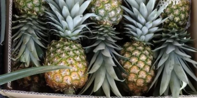 Nazwa produktu: Fruit Delicious Fresh Ananas Styl: Świeży Rodzaj:
