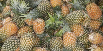 Nazwa produktu: Fruit Delicious Fresh Ananas Styl: Świeży Rodzaj: