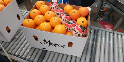 Oferujemy marokańskie pomarańcze &quot;Valencia late&quot; po specjalnych cenach. Kontrolowana