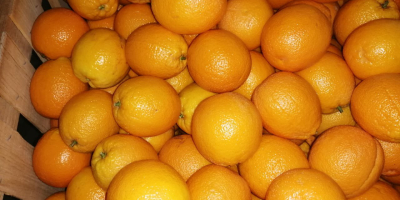 Oferujemy marokańskie pomarańcze &quot;Valencia late&quot; po specjalnych cenach. Kontrolowana