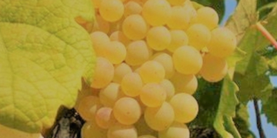 Sprzedam certyfikowane ekologiczne winogrona, jakość Trebbiano Malvasia i Bellone.