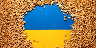 Gospodarka z Ukrainy sprzedaje pszenicę, kukurydzę, rzepak, słonecznik w