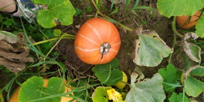 Sprzedam dynie olbrzymią.bez użycia nawozów i oprysków.