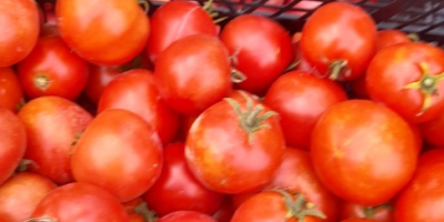 Sprzedam pomidory gruntowe oraz tunelowe cena 3 zł za