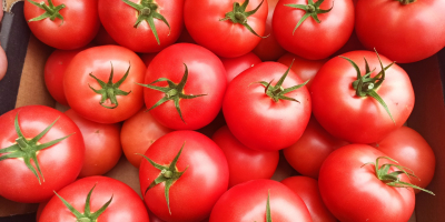 Sprzedam pomidory malinowe rozmiar 2b i 3b ilości tirowe